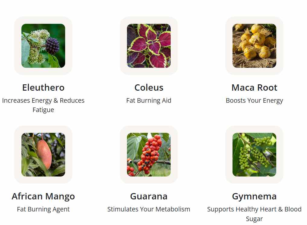 GlucoTonic Review Ingredients Image